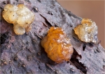 Kerndruesling-Myxarium_nucleatum.jpg