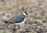 Kibitz-lapwing-28_03_2016.jpg