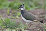 Kibitz-lapwing.jpg