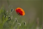 Klatschmohn-Papaver_rhoeas-im_Gegenlicht.jpg