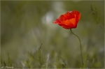Klatschmohn-Papaver_rhoeas.jpg