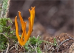 Klebriger_Hoernling-Calocera_viscosa-05_10_2014.jpg