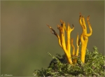 Klebriger_Hoernling-Calocera_viscosa-2014.jpg