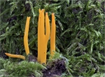 Klebriger_Hoernling-Calocera_viscosa.jpg