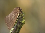 Kleespinner-Lasiocampa_trifolii-August_2017.jpg