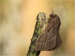 Kleespinner-Lasiocampa_trifolii-weiblich.jpg