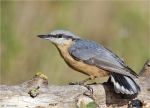 Kleiber-02_08_2015-eurasian_nuthatch.jpg