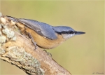 Kleiber-22_08_2015-eurasian_nuthatch.jpg