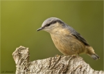 Kleiber-Jungvogel-31_05_2016.jpg