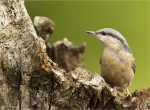 Kleiber-Jungvogel-Mai_2016.jpg