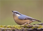 Kleiber-Sitta_europaea-Dezember_2015.jpg