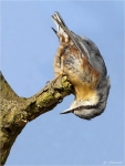 Kleiber-eurasian_nuthatch-07_02_2015.jpg