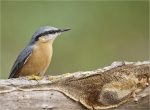 Kleiber-eurasian_nuthatch-18_08_2015.jpg