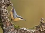 Kleiber-eurasian_nuthatch-21_09_2017.jpg