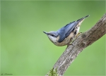 Kleiber-eurasian_nuthatch-23_06_2015.jpg