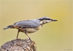Kleiber-eurasian_nuthatch-28_06_2015.jpg