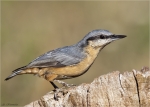Kleiber-eurasian_nuthatch-August_2015.jpg