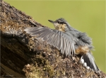 Kleiber-eurasian_nuthatch-Jungvogel_2017.jpg