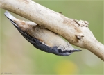 Kleiber-eurasian_nuthatch-Kopfueber_am_Ast.jpg