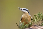 Kleiber-eurasian_nuthatch.jpg