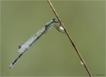 Kleine_Binsenjungfer-Lestes_virens-22_08_2017.jpg