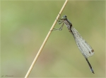 Kleine_Binsenjungfer-Lestes_virens-maennlich-24_09_2016.jpg