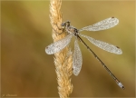 Kleine_Binsenjungfer-Lestes_virens-maennlich-25_09_2016.jpg
