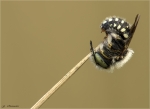 Kleine_Harzbiene-Anthidium_strigatum-in_Schlafstellung-26_06_2018.jpg