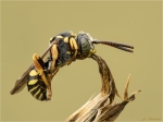 Kleine_Harzbiene-Anthidium_strigatum-schlafend-03_07_2017.jpg