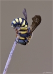 Kleine_Harzbiene-Anthidium_strigatum.jpg