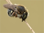 Kleine_Harzbiene-Anthidium_strigatum~0.jpg