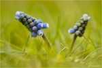 Kleine_Traubenhyazinte-Muscari_botryoides.jpg