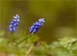 Kleine_Traubenhyazinthe-Muscari_botryoides-April_2015.jpg