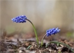 Kleine_Traubenhyazinthe-Muscari_botryoides.jpg