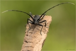 Kleiner_Eichenbock-Cerambyx_scopolii-Frontal.jpg