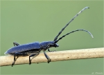 Kleiner_Eichenbock-Cerambyx_scopolii.jpg