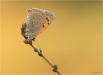 Kleiner_Feuerfalter-14_10_2017-Lycaena_phlaeas.jpg