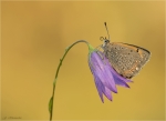 Kleiner_Feuerfalter-Lycaena_phlaeas-14_10_2017.jpg