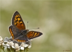 Kleiner_Feuerfalter-Lycaena_phlaeas-22_07_2016.jpg