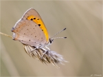Kleiner_Feuerfalter-Lycaena_phlaeas-August_2014.jpg