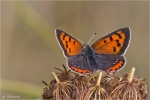 Kleiner_Feuerfalter-Lycaena_phlaeas.jpg