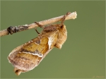 Kleiner_Hopfen-Wurzelbohrer-pharmacis_lupulina-24_08_2016.jpg