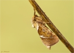 Kleiner_Hopfen-Wurzelbohrer-pharmacis_lupulina.jpg