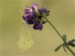Kleiner_Kohlweissling-Pieris_rapae-auf_Medicago_sativa.jpg