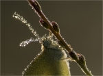 Kleiner_Kohlweissling-portrait_im_Gegenlicht.jpg
