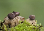 Kleiner_Nesterdstern-Geastrum_quadrifidum-2014.jpg