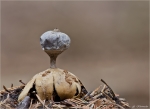 Kleiner_Nesterdstern-Geastrum_quadrifidum-Februar_2015.jpg