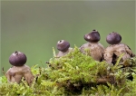 Kleiner_Nesterdstern-Geastrum_quadrifidum.jpg