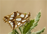 Kleiner_Perlmutterfalter-Issoria_lathonia-20_09_2016.jpg