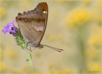 Kleiner_Schillerfalter-02_08_2019-Apatura_ilia.jpg